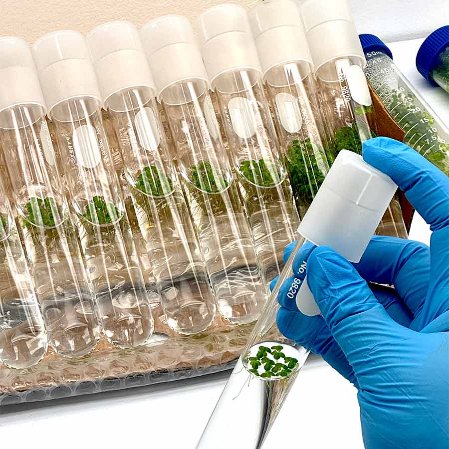 Laboratory technician preparing samples for a Lemna minor aquatic toxicity test.